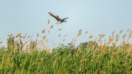 Goose flying around goose lake